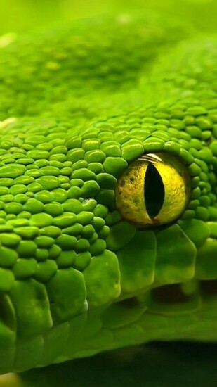 Green Snake Eyes Galaxy S6 Wallpaper