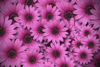 Wildflowers Ctnaadx896ntu2c1 Wallpaper