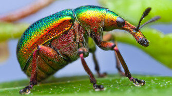 Animal Insect HD Wallpaper