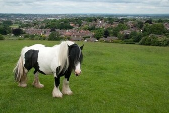 Gypsy Horse HD Wallpaper Animals