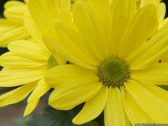 Wallpaper Flowers Gardens Background Yellow Daisy