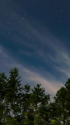 Starry Sky Trees Wallpaper