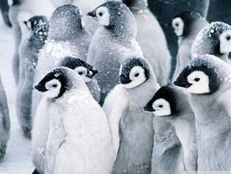 Baby Penguins 4k HD Desktop Wallpaper For Ultra Tv Wide