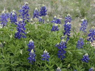 Bridal Portrait In Texas Bluebonnets HD Walls Find Wallpaper