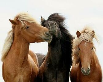 Wallpaper Horse Computer Screensavers And