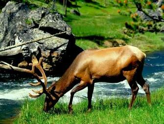 HD Wild Animal Wallpaper