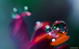 Water Flower Wallpaper
