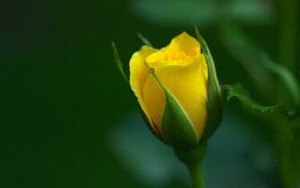 Chris Du Preez On Geel Rose Flower Wallpaper Yellow