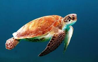 Underwater Sea Creatures And Other Animals Wallpaper