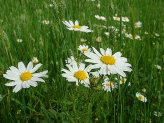 Spring Flowers Desktop Pc And Mac Wallpaper