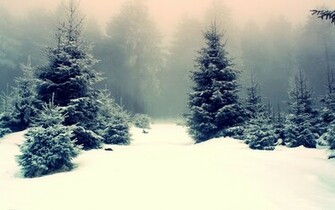 Snowy Fir Trees Wallpaper