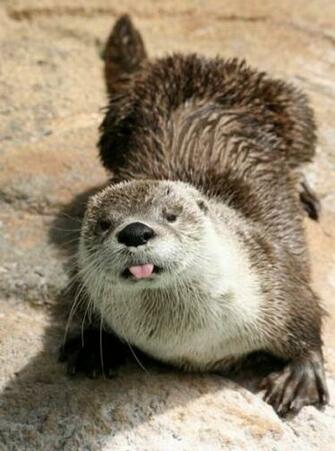 Cute Otter