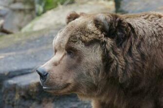 Kodiak Bear Wallpaper