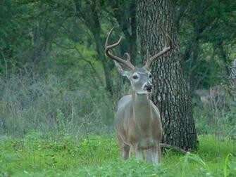 Whitetail Deer Wallpaper