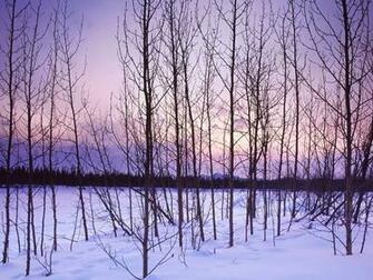 Winter Trees Wallpaper
