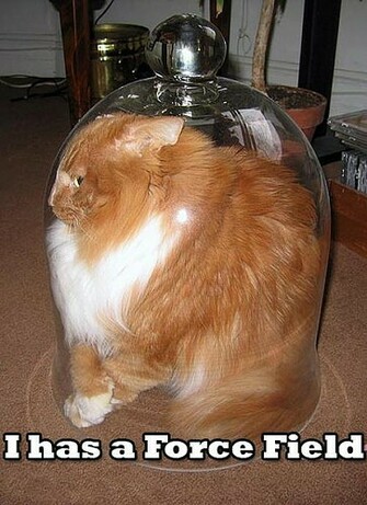 Lol Lolz Cats Funny Amazing Wallpaper Moments Events Sexy