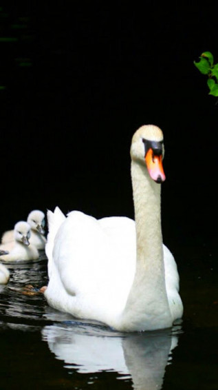 Animals Wallpaper iPhone