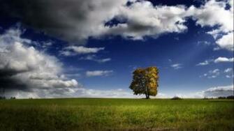 Lonely Tree Desktop Pc And Mac Wallpaper