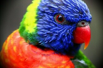 Parrot Wallpaper