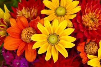 Gerbera Wallpaper Nature Flowers Autumn