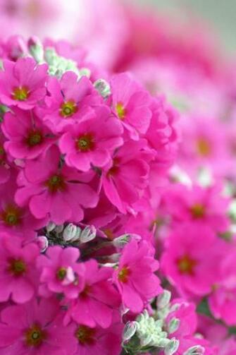 Flower iPhone HD Wallpaper