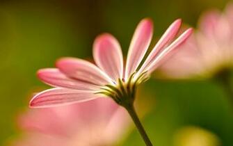 Charming Feminine Pink Flowers HD Wallpaper Flower