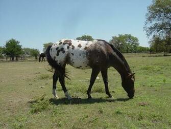 Horses Liver Chestnut Appaloosas Animals HD Desktop