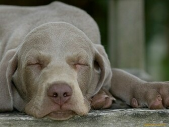 Animal Weimaraner Wallpaper