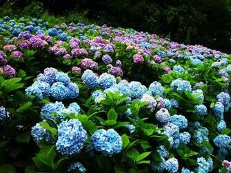 Flower Garden Posters Buy A Poster