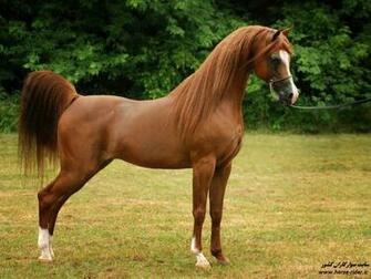 Pics Photos Arabian Horse Wallpaper