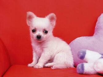 Chihuahua Puppies