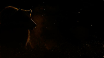 Grizzly Bear Wallpaper