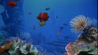 Live Wallpaper Background Of A Fish Tank With Beautiful Background