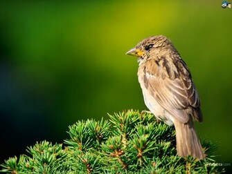Birds Wallpaper