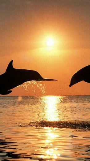 3d Desktop Wallpaper Dolphins In HD