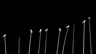 Black And White Birds Silhouettes The Crow Crows Wallpaper