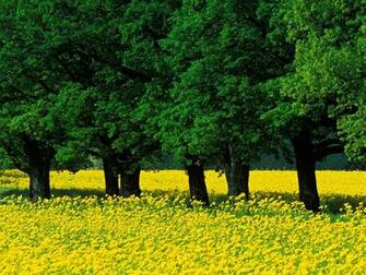 Mustard Flowers Louisville Kentucky Nature Wallpaper Image Featuring