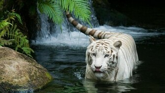 On July By Stephen Comments Off White Tiger HD Wallpaper