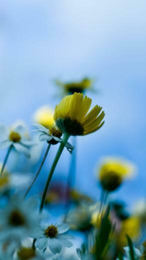 Small Spring Flowers iPhone 5s Wallpaper