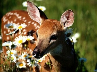 Wallpaper Deer For Computer Pictures Desktop
