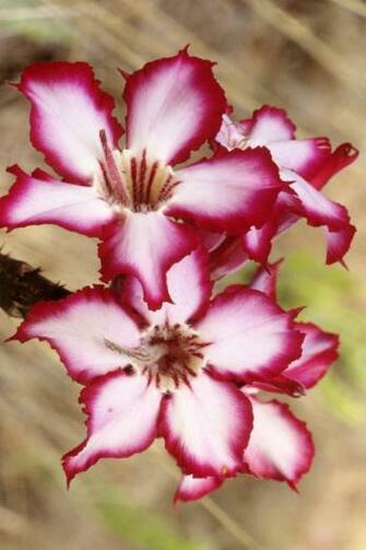 Flower Wallpaper iPhone Background