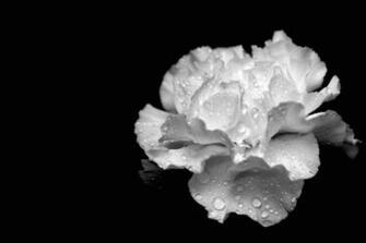 Carnation Flower Black And White On