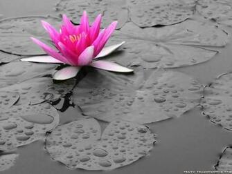 Pink Lily Flower Wallpaper