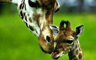 Lovely Wallpaper Little Cute Animals