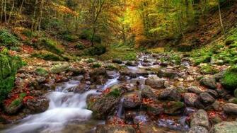 Wallpaper Woodland Scene