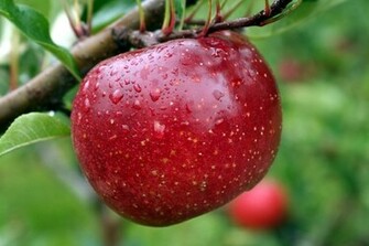 Category Technology HD Wallpaper Subcategory Apple