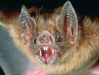 Vampire Bats Wallpaper