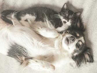 Cat Dog Wallpaper Background