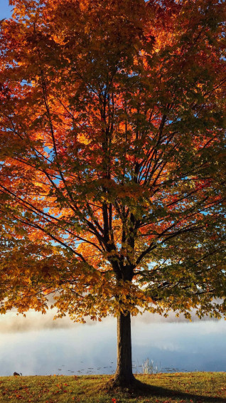 Trees iPhone Wallpaper