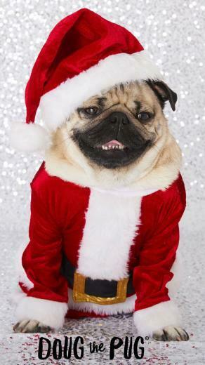 Doug The Pug Christmas Wallpaper Claires Slime